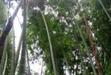 Experimental Center of Bamboo and Guadua
